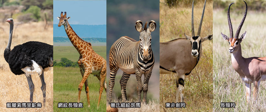 非洲五特